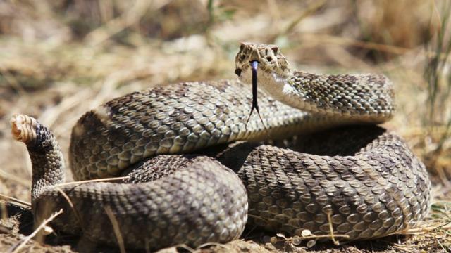 Змия спря движението на кръстовище в САЩ