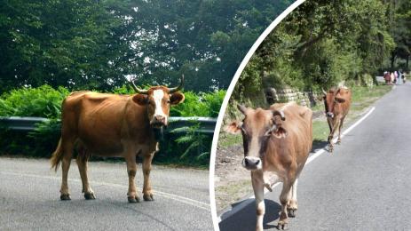 крави път крава