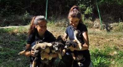 бездомни кучета