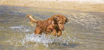 Може ли кучето да се натрови от морската вода