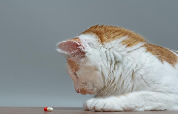 котка лекарства