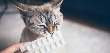Отравяне на котки с аспирин - какво трябва да знаем