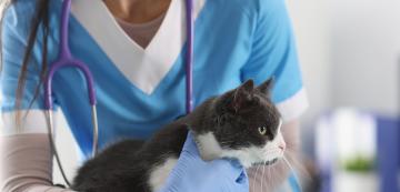 Рак на надбъбречната жлеза при котки