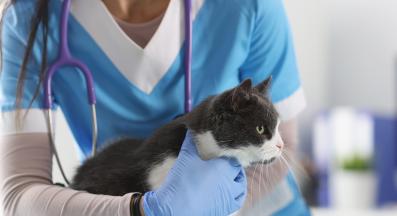 котка ветеринар