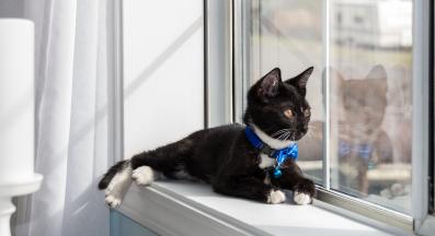 котка у дома