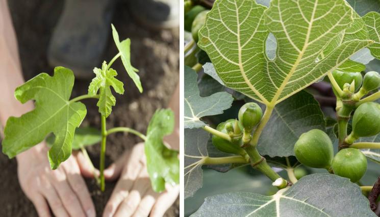 агро - Агро Телеграф: Слабеем със смокини