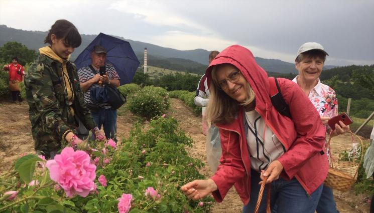 рози - Агро Телеграф: Застрахователите в готовност за градушки