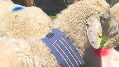 овца нашийник