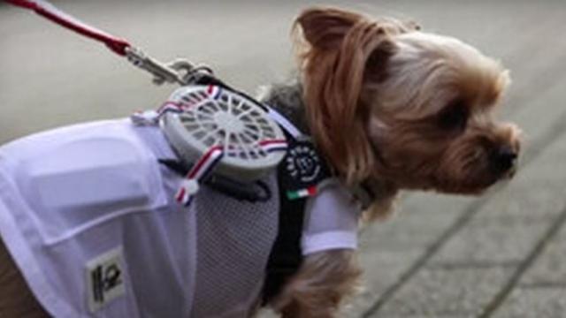 Дрешки с вентилатор охлаждат домашните любимци в Япония (ВИДЕО)