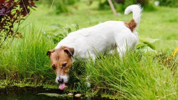 От кои естествени водоизточници е безопасно да пие кучето ни