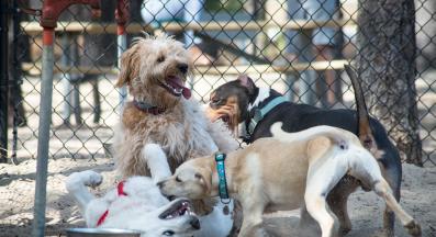 кучета игра