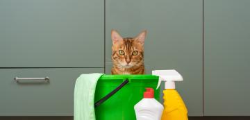 Защо котките проявяват интерес към миризмата на белина