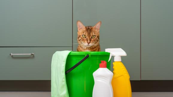 котки препарат