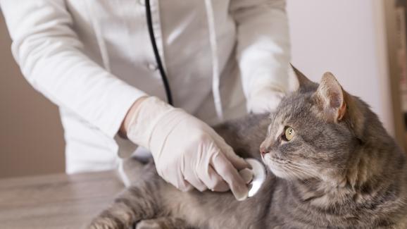 Орални тумори при котките