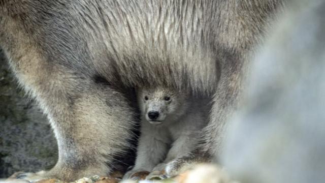 Най-старият зоопарк в света стана на 270 години
