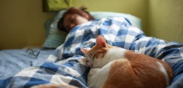 7 заплахи от нощуването с котка в леглото ни