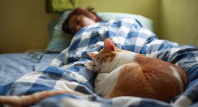 котка спи в леглото