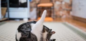 Как да почистим дупето на котката, в случай че се наложи