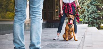Кратки съвети за градски тренировки на кучета