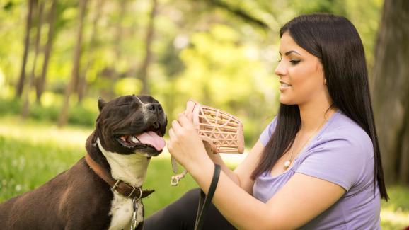 Какво трябва да знаем за кучешките намордници