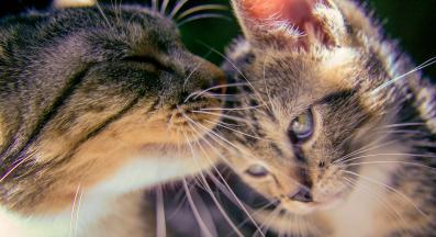 Котка и малко коте