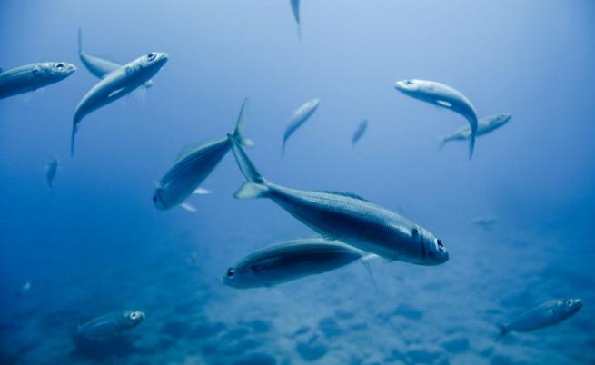 Нов вид риба във водите край Кипър крие опасност за човека