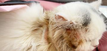 Плешивост и кожни заболявания при котките, причинени от хормонален дисбаланс