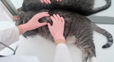 Котка ветеринар