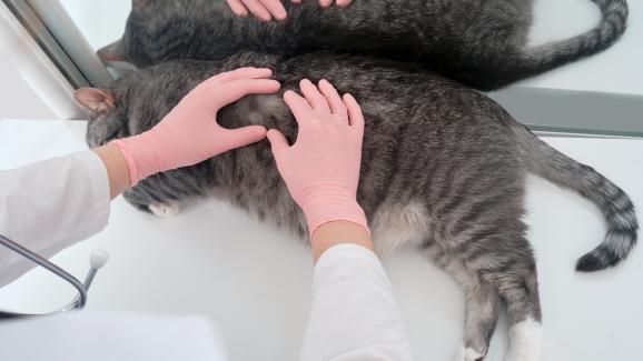 Котка ветеринар