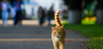 5 опасности, на които са изложени котките на открито