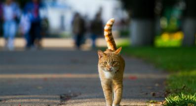 Котка навън