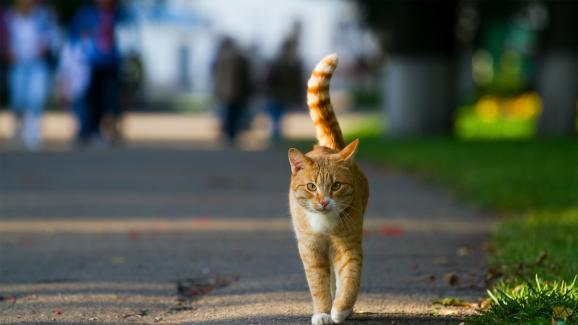 5 опасности, на които са изложени котките на открито