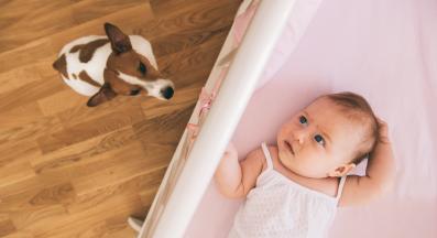 бебе и куче