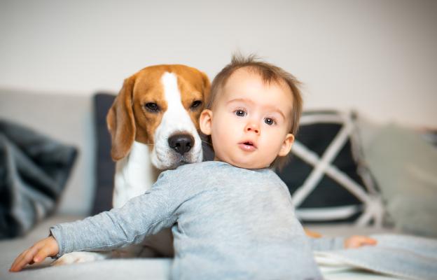 бебе и куче