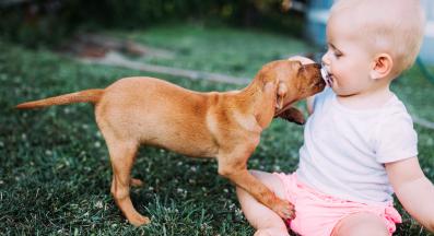 бебе и куче