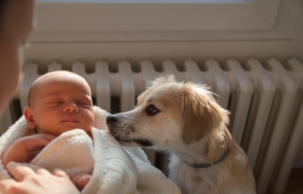 бебе и куче
