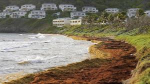 Рекордно количество водорасли задушават карибските брегове от Пуерто Рико до