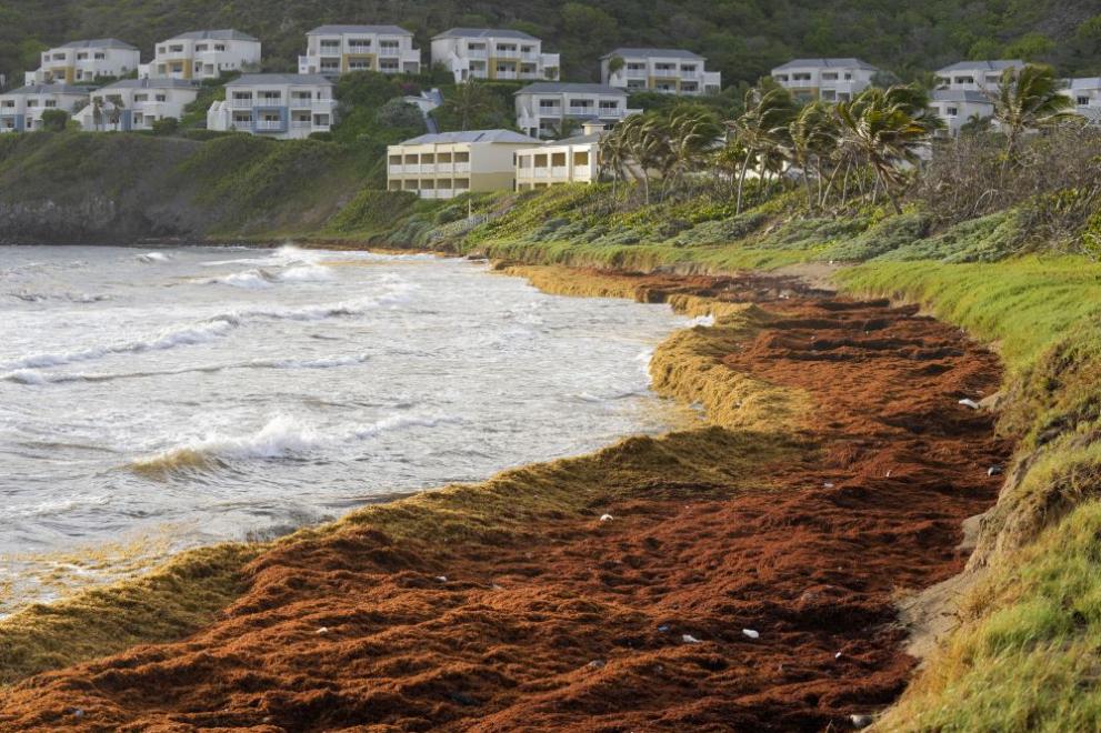 Рекордно количество водорасли задушават карибските брегове от Пуерто Рико до