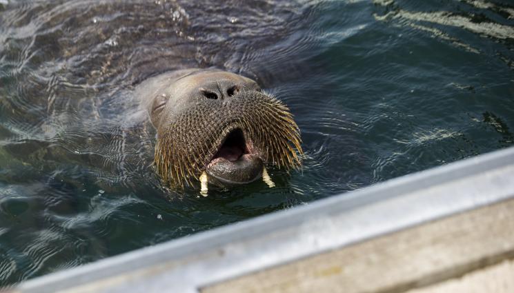 морж - ЗЛАТНО ВРЕМЕ: 600-килограмова хубавица е №1 в Осло
