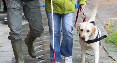 служебно куче