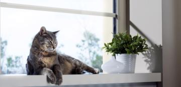 Котките знаят в коя част на жилището се намираме, според последни проучвания