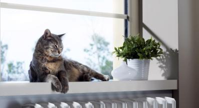 Котка вкъщи