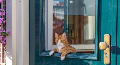 Котка врата