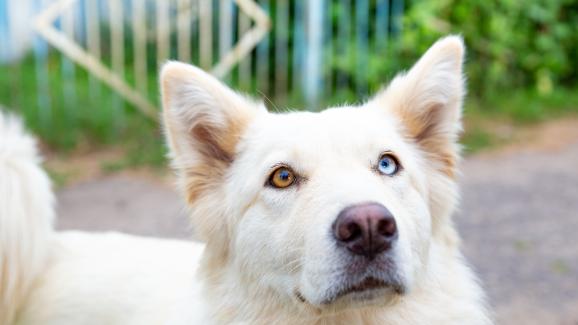 Защо очите на някои кучета са с различен цвят