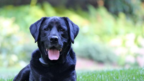 Как да направим перфектната снимка на черно куче
