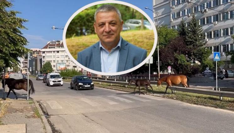 коне - Прибраха атракцията на столичен квартал