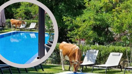 крави басейн