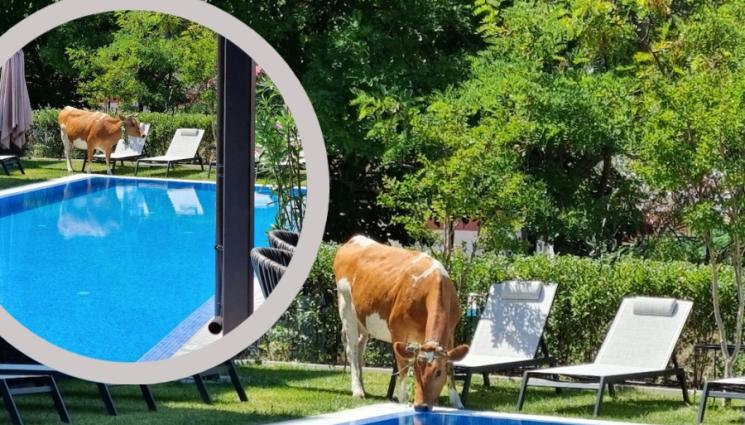 крави басейн - Крави отидоха на басейн в Слънчака