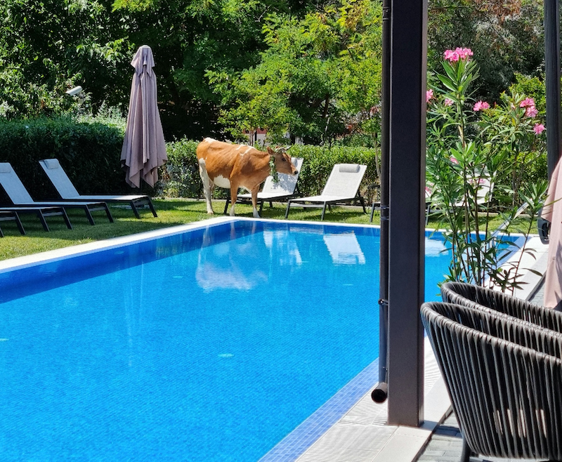 крави басейн