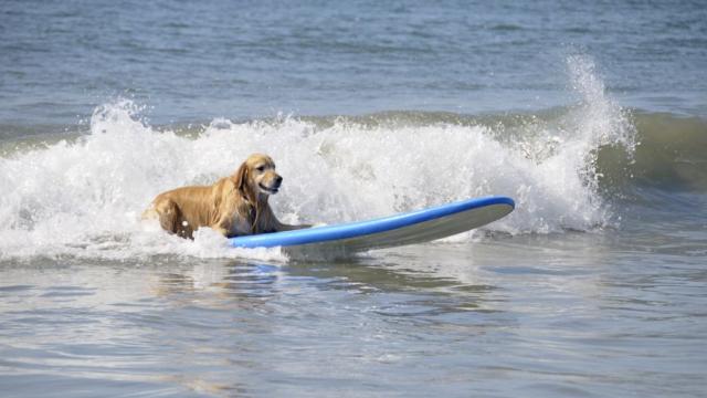 Кучета-сърфисти край бреговете на Калифорния (ВИДЕО)